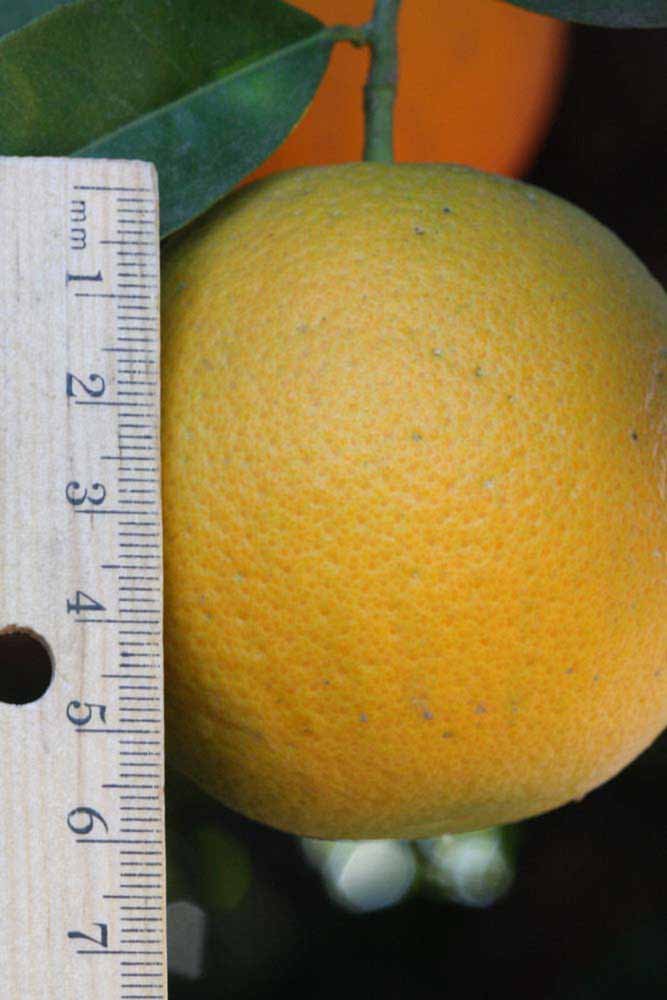            Fruit (Riverside, CA)   